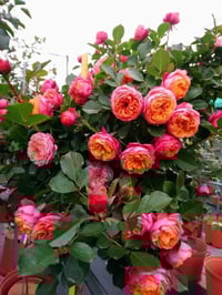 Image 6 of Pre-Order - BICO BABY ROMANTICA CLIMBING ROSE