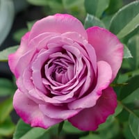 Image 6 of PURPLE PERFUME ROSE 