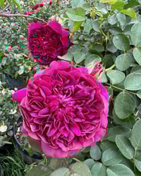 Image 6 of Pre-Order - WILLIAM SHAKESPEARE 2000 ROSE (Ausromeo)