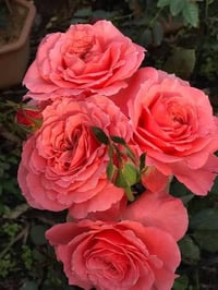 Image 6 of Pre-Order - LAURENT CABROL ROSE