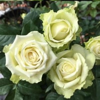 Image 6 of Pre-Order - GREEN ROMANTICA ROSE