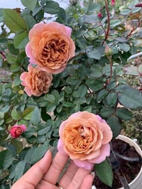 Image 6 of Pre-Order - UTSUSEMI ROSE