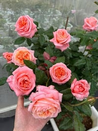 Image 6 of Pre-Order - LONDON EYES ROSE