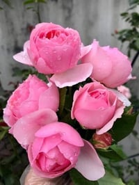 Image 7 of Pre-Order - ECKART WITZIGMANN ROSE