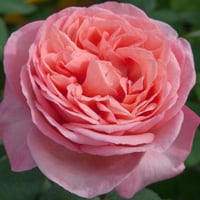 Image 3 of Pre-Order - SWEET MADEMOISELLE ROSE