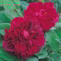 Image 6 of Pre-Order - THE DARK LADY ROSE (Ausbloom)