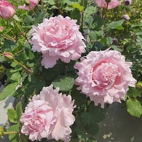 Image 7 of Pre-Order - SOPHIE ROCHAS ROSE