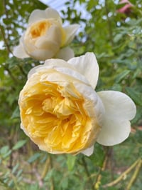 Image 7 of Pre-Order - THE POET’S WIFE ROSE (Auswhirl)