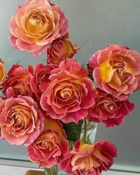 Image 7 of Pre-Order - CHALEUR ROSE