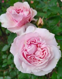 Image 6 of Pre-Order - DE CHERYL ROSE