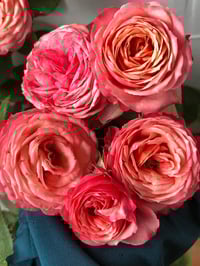 Image 7 of Pre-Order - BICO BABY ROMANTICA CLIMBING ROSE