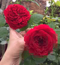 Image 6 of TESS OF THE D’URBERVILLES ROSE (Ausmove) 