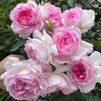 Image 7 of Pre-Order - MARTHA ROSE