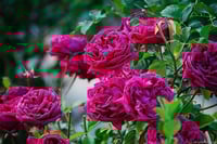 Image 7 of Pre-Order - WILLIAM SHAKESPEARE 2000 ROSE (Ausromeo)
