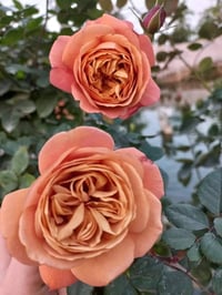 Image 7 of Pre-Order - UTSUSEMI ROSE