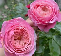 Image 6 of Pre-Order - LADY HEIRLOOM ROSE