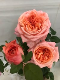 Image 7 of Pre-Order - LONDON EYES ROSE