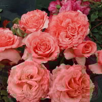 Image 7 of Pre-Order - LAURENT CABROL ROSE