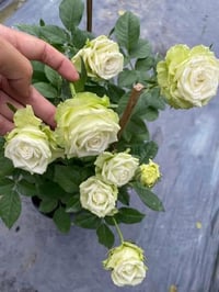 Image 7 of Pre-Order - GREEN ROMANTICA ROSE