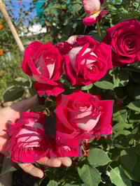 Image 8 of Pre-Order - MONICA BELLUCI ROSE