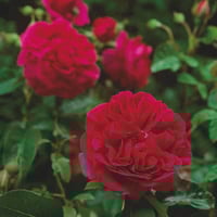 Image 7 of Pre-Order - THE DARK LADY ROSE (Ausbloom)