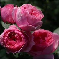 Image 8 of Pre-Order - ECKART WITZIGMANN ROSE