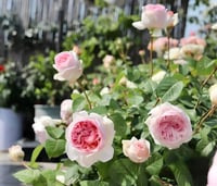 Image 8 of Pre-Order - YVES L'ESPRIT DE FILLE ROSE