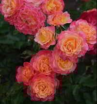Image 8 of Pre-Order - CHALEUR ROSE