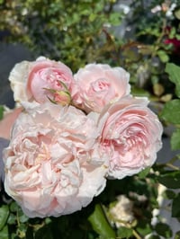 Image 7 of Pre-Order - DE CHERYL ROSE