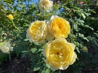 Image 8 of Pre-Order - THE POET’S WIFE ROSE (Auswhirl)