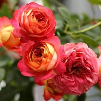 Image 1 of Pre-Order - BICO BABY ROMANTICA CLIMBING ROSE