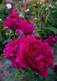 Image 8 of Pre-Order - WILLIAM SHAKESPEARE 2000 ROSE (Ausromeo)