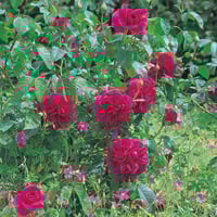Image 8 of Pre-Order - THE DARK LADY ROSE (Ausbloom)