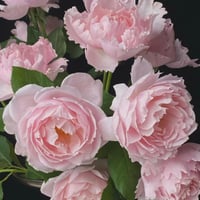 Image 8 of Pre-Order - SOPHIE ROCHAS ROSE