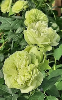 Image 8 of Pre-Order - GREEN ROMANTICA ROSE