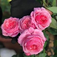 Image 7 of Pre-Order - LADY HEIRLOOM ROSE