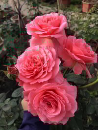 Image 8 of Pre-Order - LAURENT CABROL ROSE