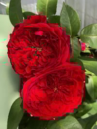 Image 7 of TESS OF THE D’URBERVILLES ROSE (Ausmove) 