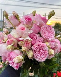Image 9 of Pre-Order - YVES L'ESPRIT DE FILLE ROSE