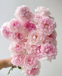 Image 8 of Pre-Order - MARTHA ROSE