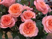 Image 8 of Pre-Order - LONDON EYES ROSE