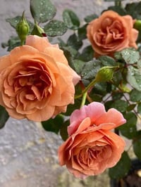 Image 8 of Pre-Order - UTSUSEMI ROSE