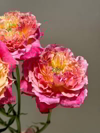 Image 9 of Pre-Order - CHALEUR ROSE