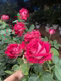 Image 9 of Pre-Order - MONICA BELLUCI ROSE