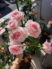 Image 9 of Pre-Order - ECKART WITZIGMANN ROSE