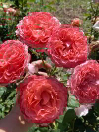 Image 9 of Pre-Order - LAURENT CABROL ROSE