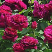Image 9 of Pre-Order - WILLIAM SHAKESPEARE 2000 ROSE (Ausromeo)