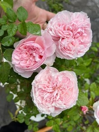 Image 8 of Pre-Order - DE CHERYL ROSE