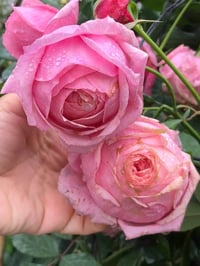 Image 8 of Pre-Order - LADY HEIRLOOM ROSE