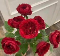 Image 8 of TESS OF THE D’URBERVILLES ROSE (Ausmove) 